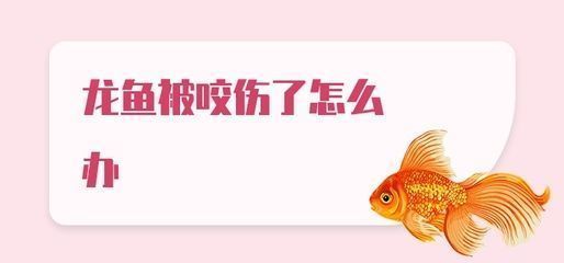 龍魚咬人最怕三個東西是什么：龍魚咬傷后如何正確清創