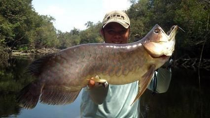 西龍龍魚燈怎么樣：西龍龍魚燈是一款專門為水族養殖設計的照明設備