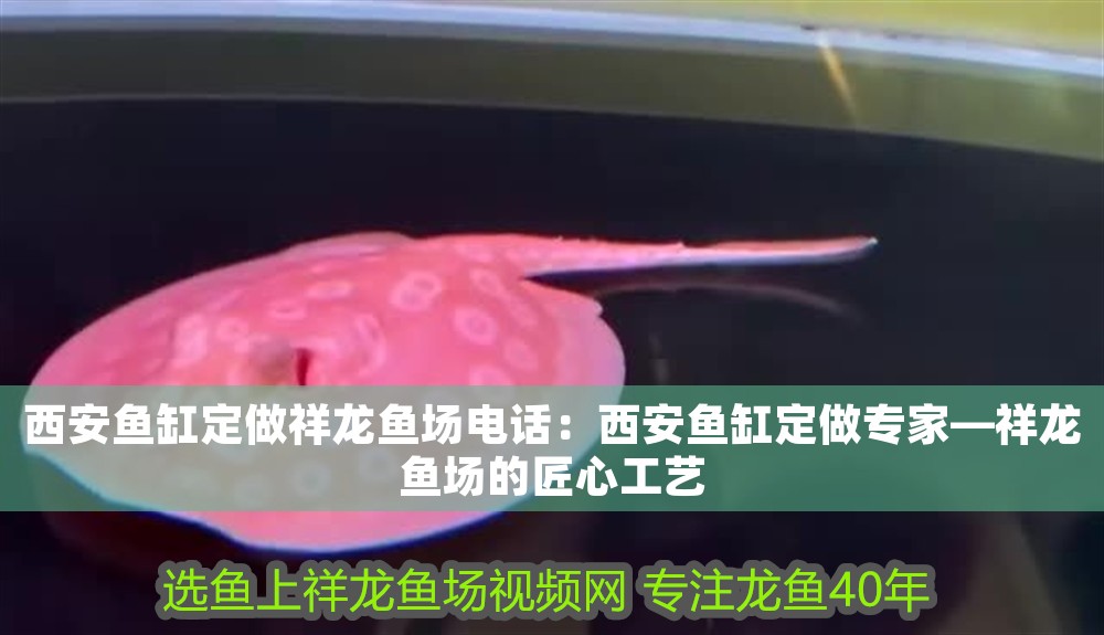 西安魚缸定做祥龍魚場電話：西安魚缸定做專家—祥龍魚場的匠心工藝