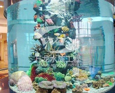 龍魚缸濾材最佳搭配（在養(yǎng)龍魚的過程中，選擇合適的濾材并進(jìn)行合理搭配是非常重要的）