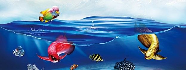 龍巔魚鄰和龍魚天下的用戶評價如何？
