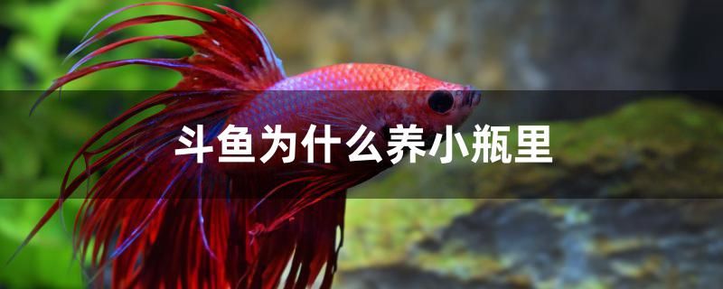 斗魚為什么養在小瓶里