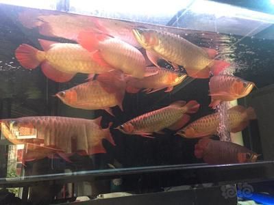 龍魚吧紅龍吧（龍魚吧與紅龍吧的關系）