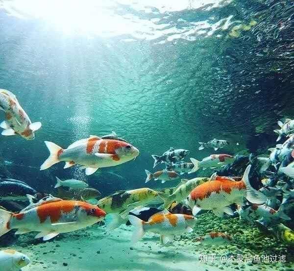 如何判斷錦鯉魚鱗充血是否嚴重？