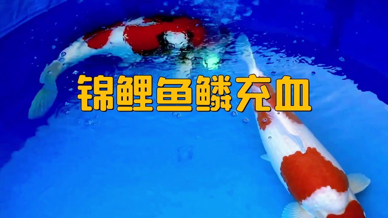 如何判斷錦鯉魚鱗充血是否嚴重？