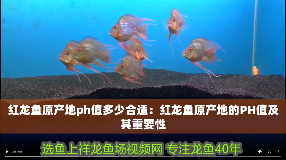 紅龍魚原產地ph值多少合適：紅龍魚原產地的PH值及其重要性