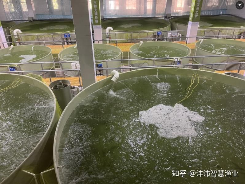 如何降低龍魚養殖成本？