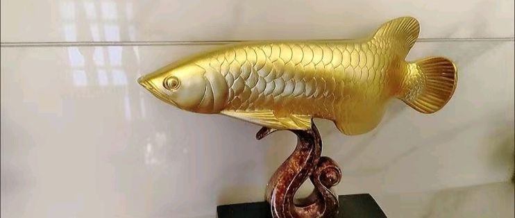 20公分金龍魚吃什么：20公分的金龍魚適合食用去頭去尾的小魚、小蝦和泥鰍