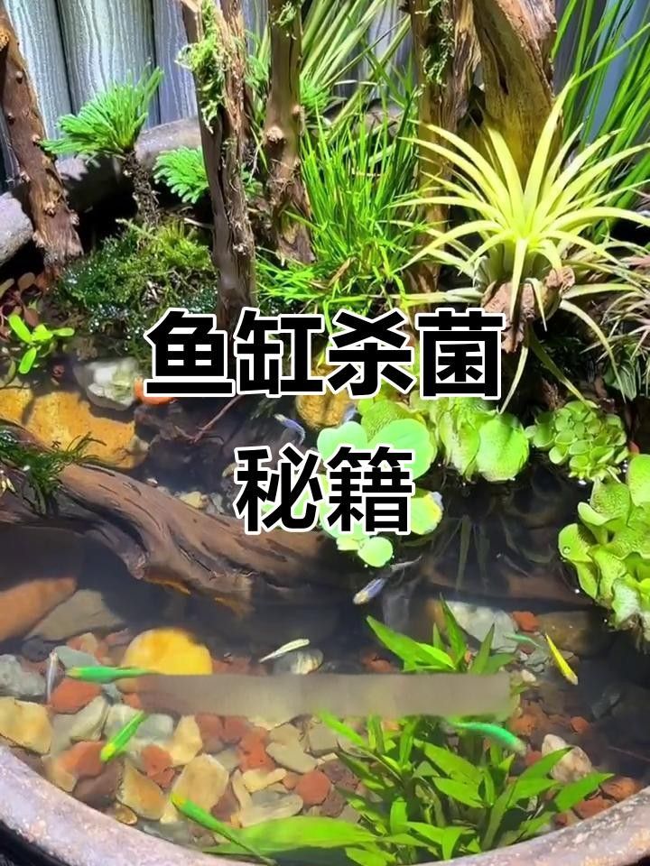 龍魚過世后多久處理魚缸比較合適？