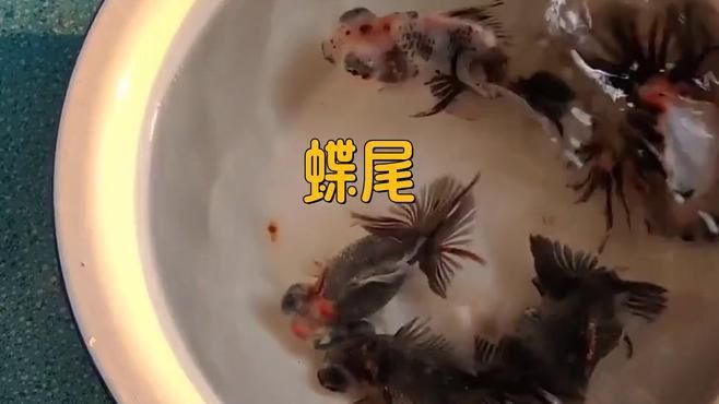 蝶尾金魚有哪些品種？
