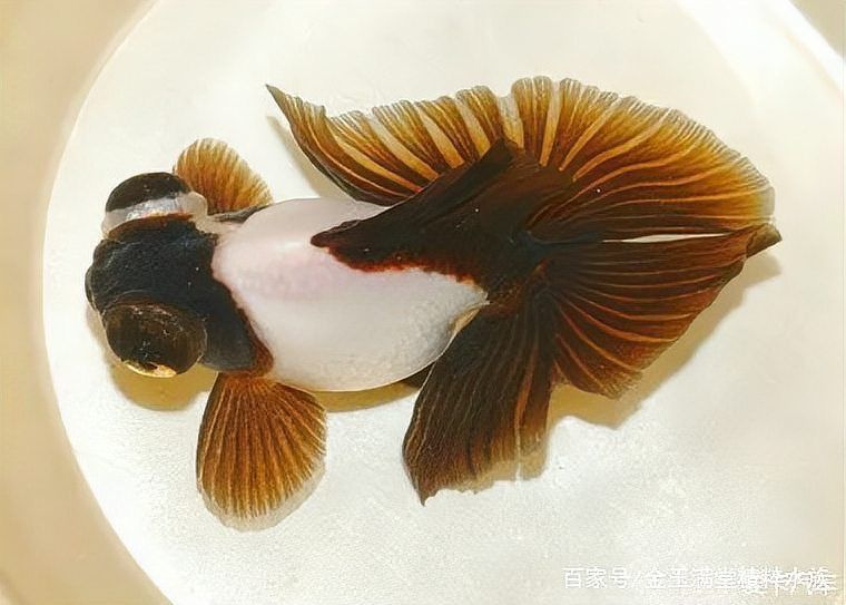 蝶尾金魚有哪些品種？