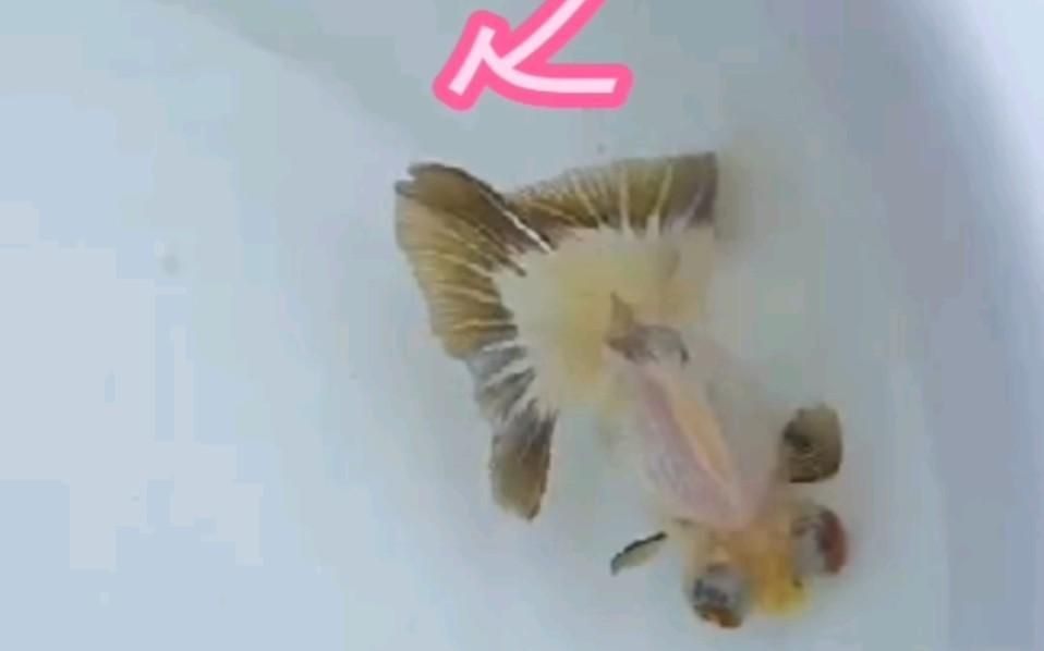 蝶尾金魚有哪些品種？