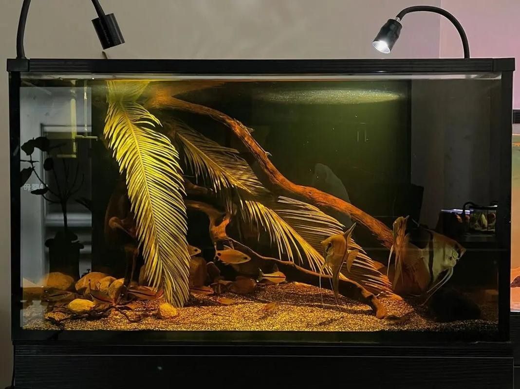 雷龍魚南美缸造景