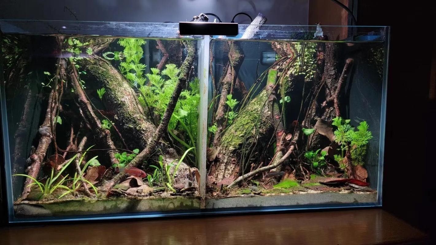 雷龍魚南美缸造景