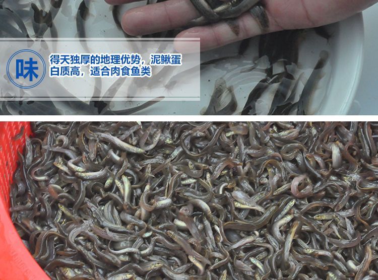龍魚(yú)魚(yú)場(chǎng)喂魚(yú)泥鰍那里買（龍魚(yú)魚(yú)場(chǎng)健康檢查指南[需手動(dòng)填充]龍魚(yú)魚(yú)場(chǎng)健康檢查指南）