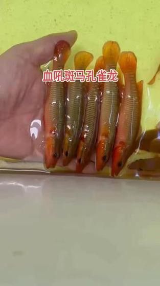 孔雀龍魚品種大全