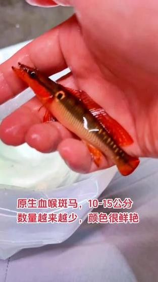 孔雀龍魚品種大全