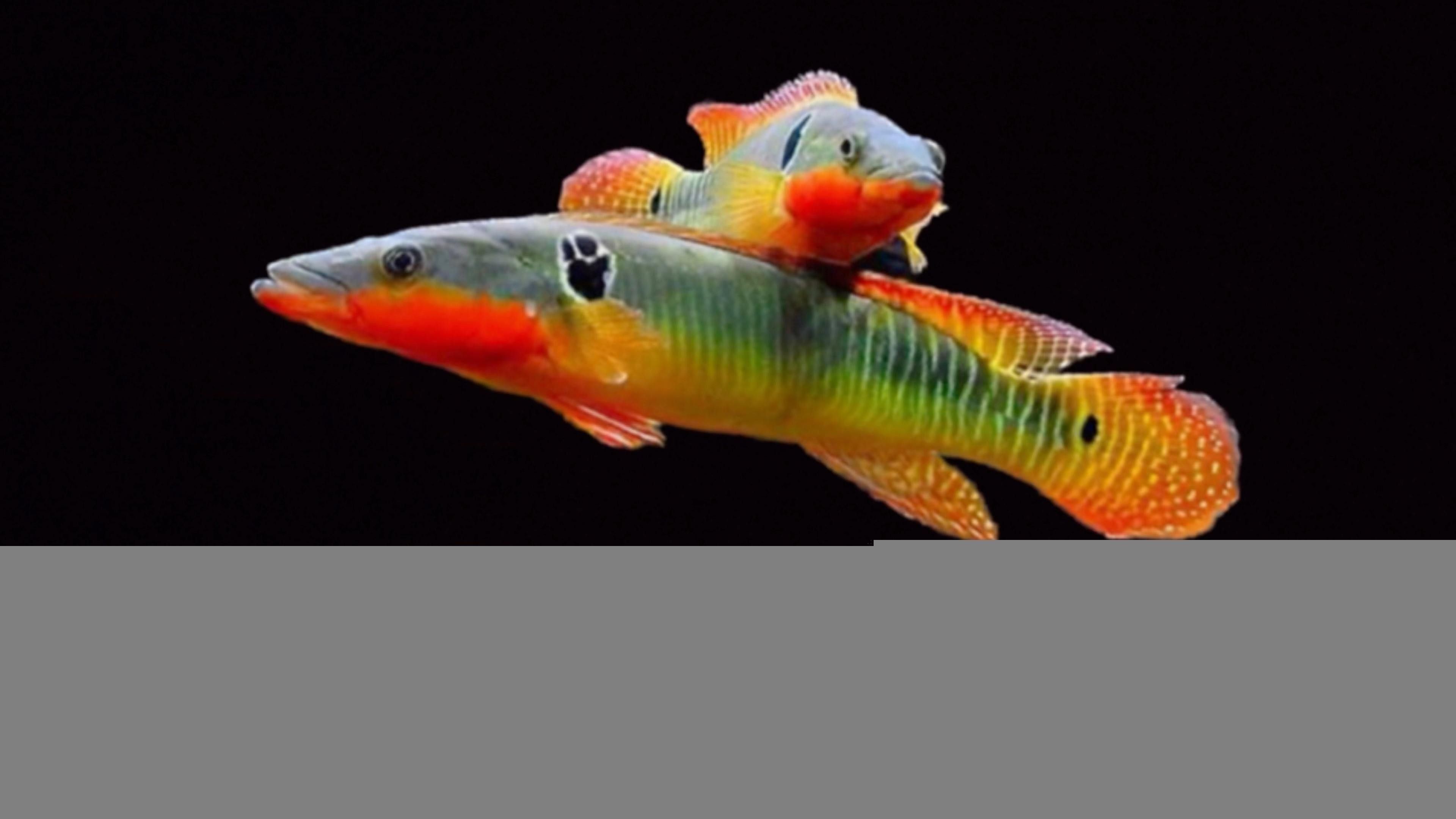 孔雀龍魚品種大全