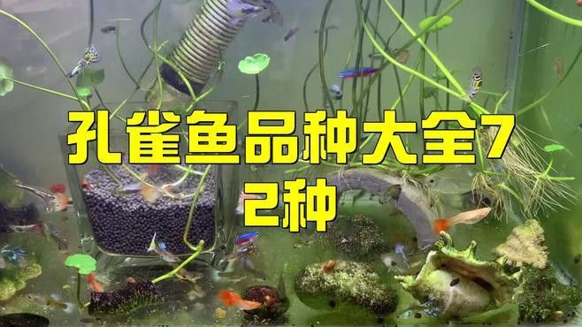 孔雀龍魚品種大全