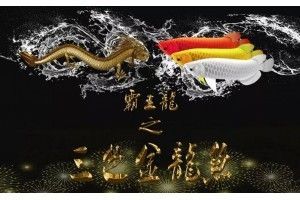 金龍魚風水學說法是什么：金龍魚風水學說法