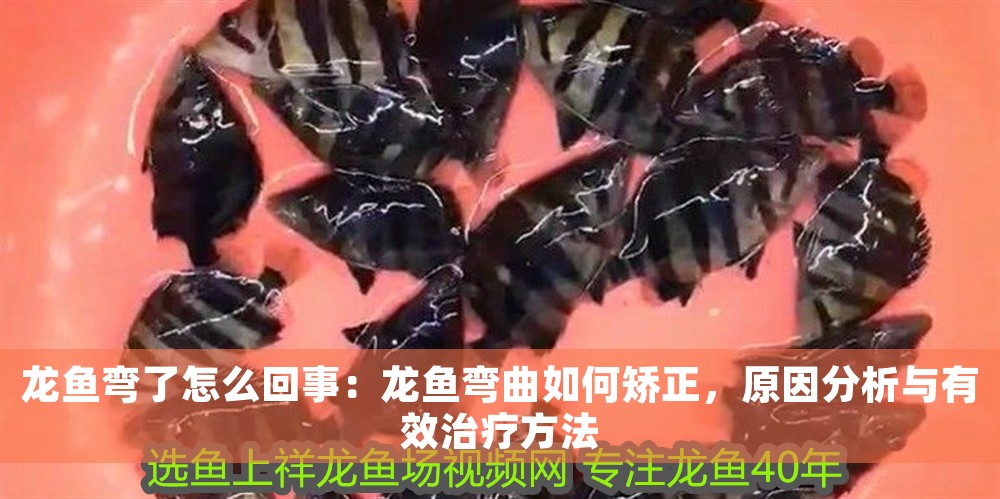 龍魚彎了怎么回事：龍魚彎曲如何矯正，原因分析與有效治療方法