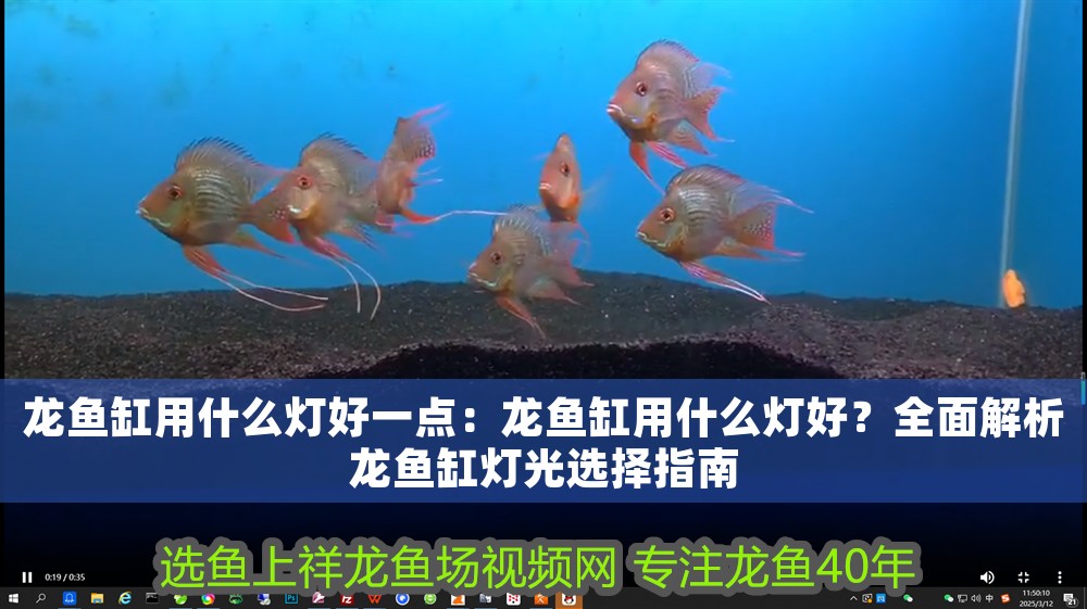 龍魚缸用什么燈好一點：龍魚缸用什么燈好？全面解析龍魚缸燈光選擇指南