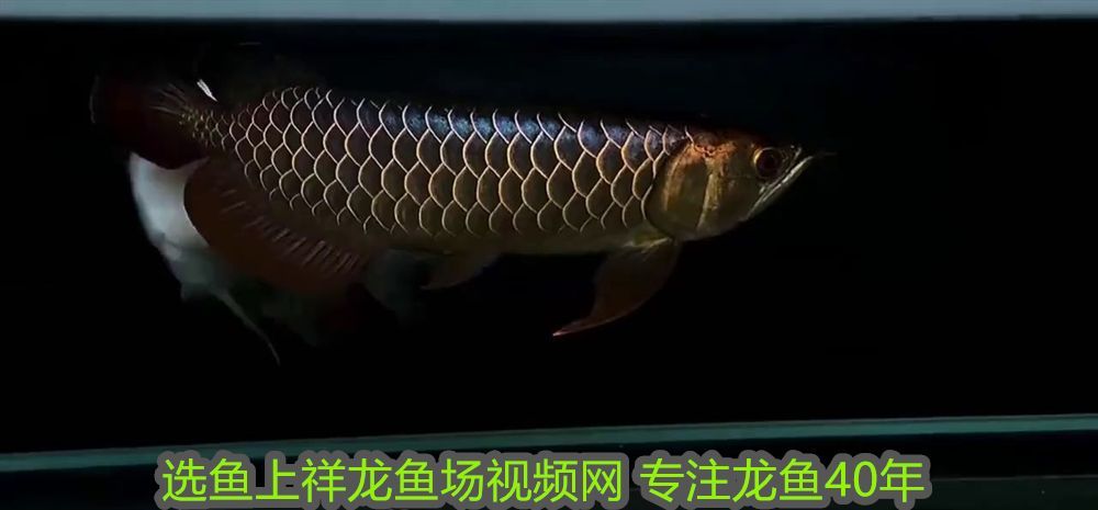龍魚缸用什么燈好一點：龍魚缸用什么燈好？全面解析龍魚缸燈光選擇指南