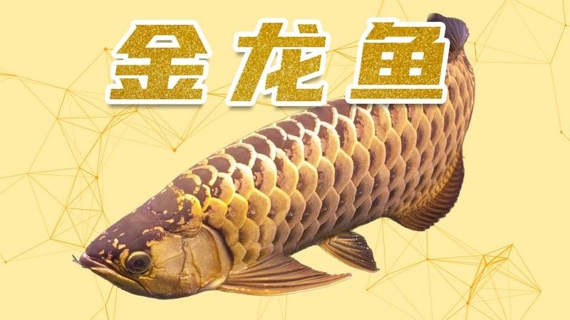 龍魚的圖片大全大圖欣賞視頻