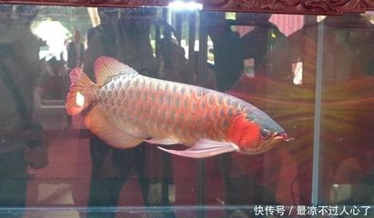 龍魚生產地：龍魚的原產地，中國等地也建立了自己的龍魚養殖場