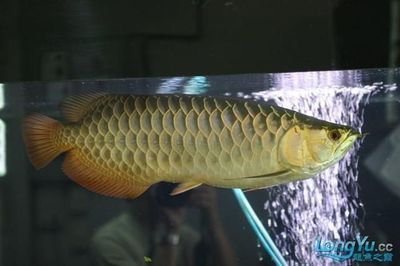 龍魚哪里釣原神：《原神》中釣龍魚的方法介紹