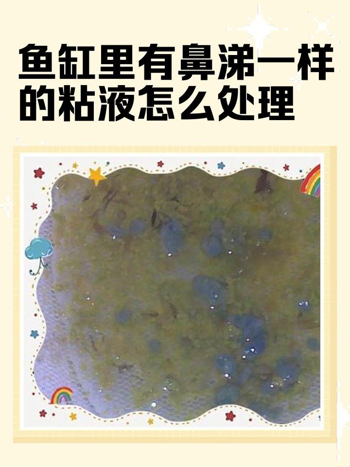 如何安全地為龍魚去粘液？