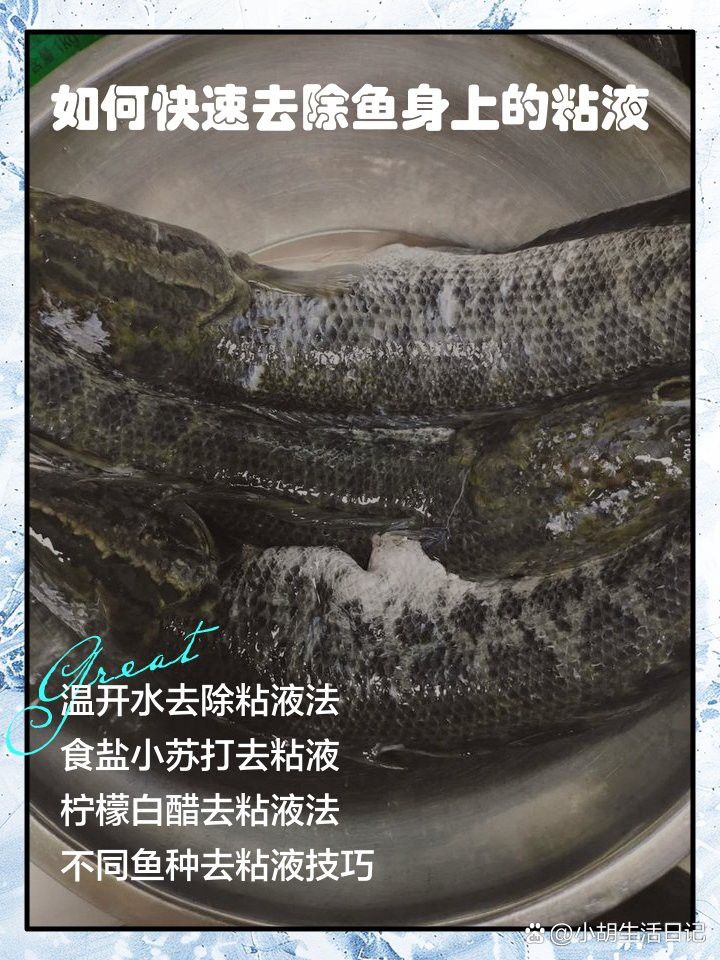 如何安全地為龍魚去粘液？
