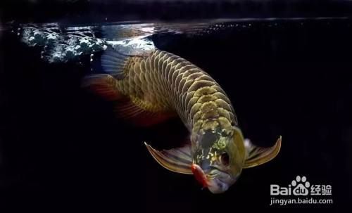 龍魚不開口怎么辦？：龍魚不開口怎么辦怎么讓龍魚改口吃人工飼料