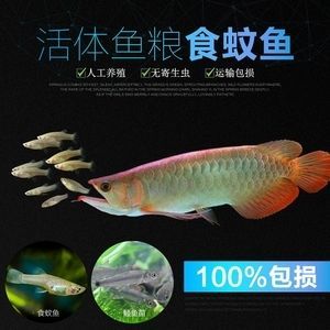 龍魚瘋狂撞缸體內寄生蟲：龍魚瘋狂撞缸可能是因為體內寄生蟲感染