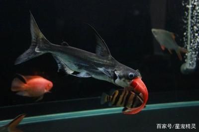龍魚瘋狂撞缸體內寄生蟲：龍魚瘋狂撞缸可能是因為體內寄生蟲感染