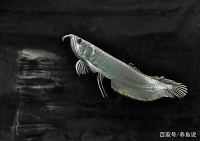 金龍魚要用什么水養，如何檢測金龍魚水的ph值