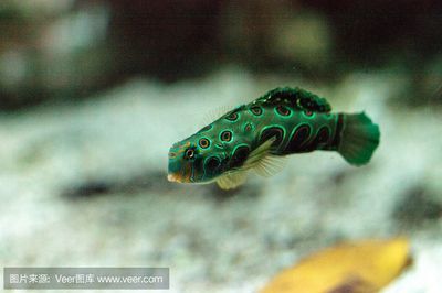 龍魚身上有很多黑斑點：龍魚身上出現黑斑是怎么回事