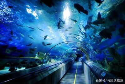 全球高端觀賞魚品種比較研究：全球高端觀賞魚品種研究：血紅龍與澳洲金龜鱸魚的價格