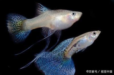 全球高端觀賞魚品種比較研究：全球高端觀賞魚品種研究：血紅龍與澳洲金龜鱸魚的價格