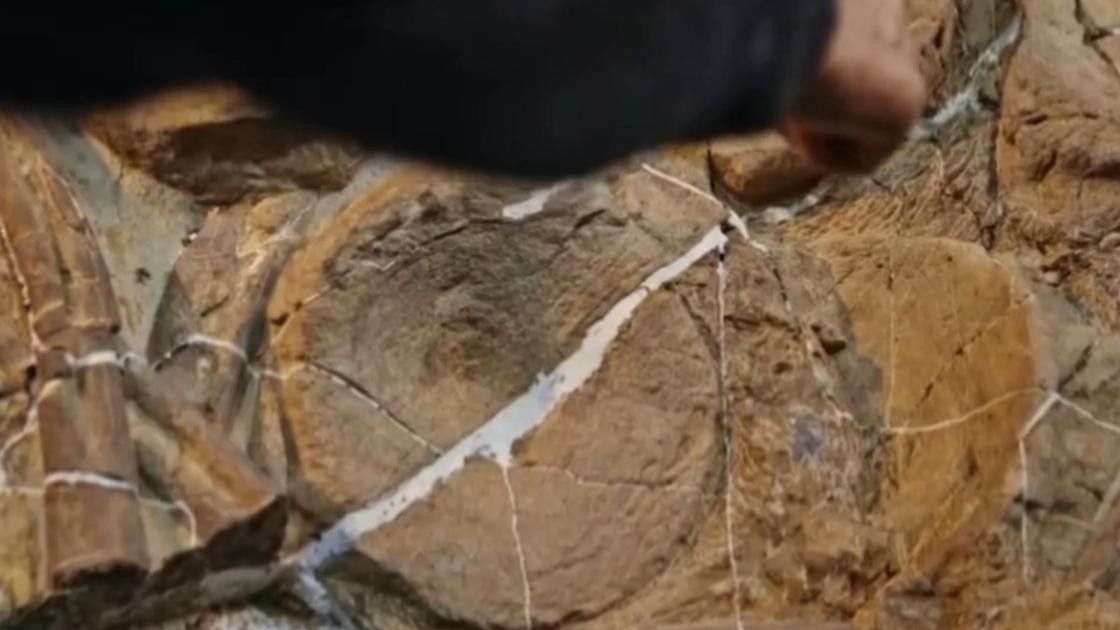 有哪些著名的魚龍化石發現？
