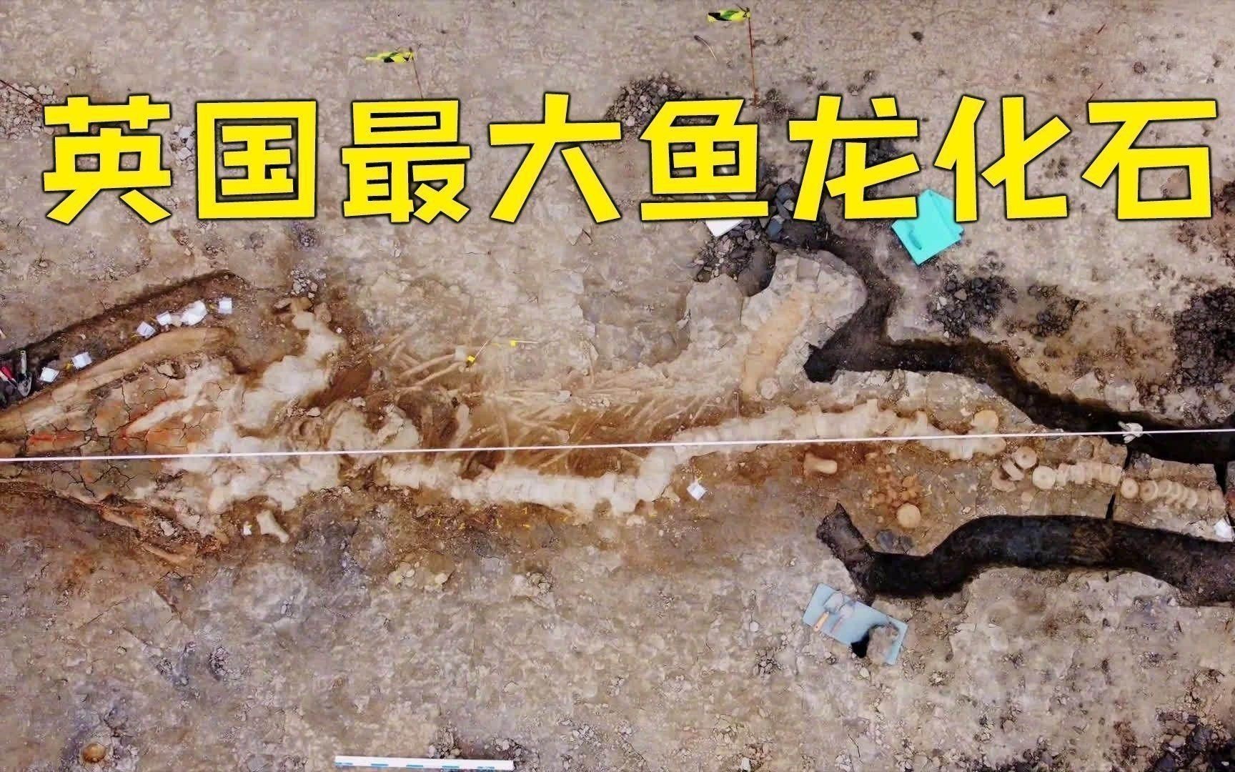 有哪些著名的魚龍化石發現？