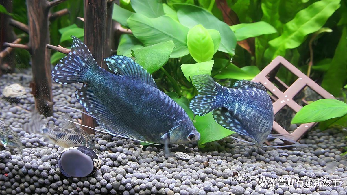 藍曼龍魚是淡水魚嗎？