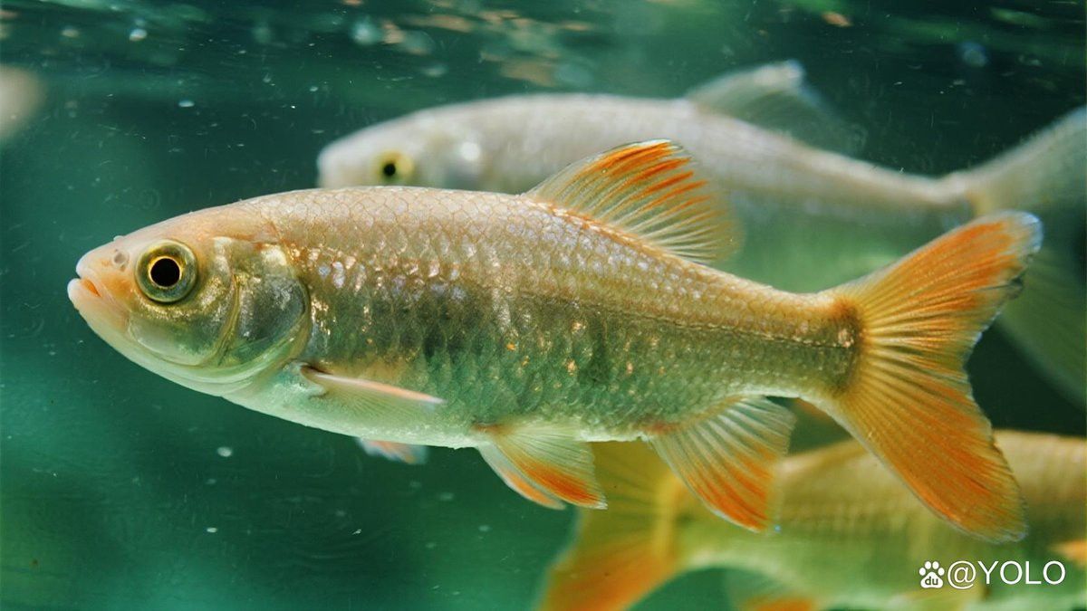 藍曼龍魚是淡水魚嗎？