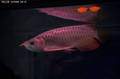 龍魚之家的魚怎么樣：如何選擇龍魚之家