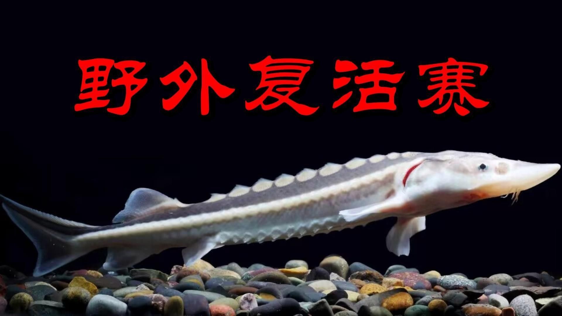 鱘龍魚的人工繁殖技術如何？
