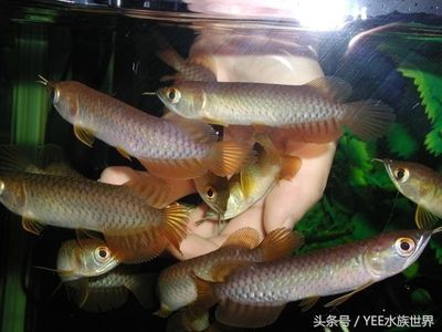 龍魚在魚缸里游圈好嗎（龍魚在魚缸里游圈好嗎龍魚的游動習慣可能受到多種因素影響）