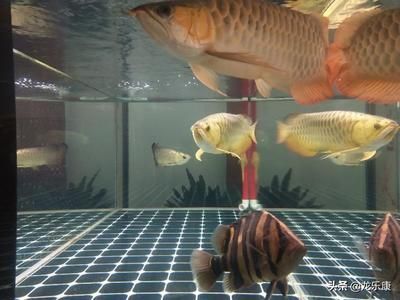 龍魚在魚缸里游圈好嗎（龍魚在魚缸里游圈好嗎龍魚的游動習慣可能受到多種因素影響）