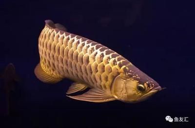 怎么增大龍魚七鰭（增大龍魚七鰭的長度主要涉及到飼養管理和鰭的保健）