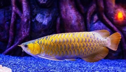 怎么增大龍魚七鰭（增大龍魚七鰭的長度主要涉及到飼養管理和鰭的保健）