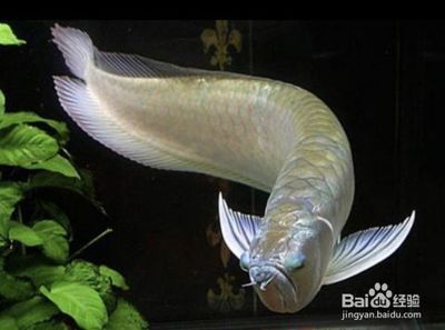 銀龍魚在一個地方不動（銀龍魚在一個地方不動可能是由于多種因素引起的）